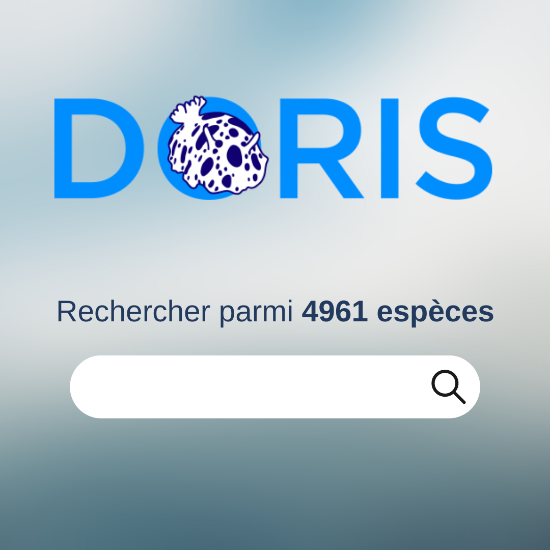 Vous connaissez ce sentiment ? Vous rentrez d’une plongée au cours de ...