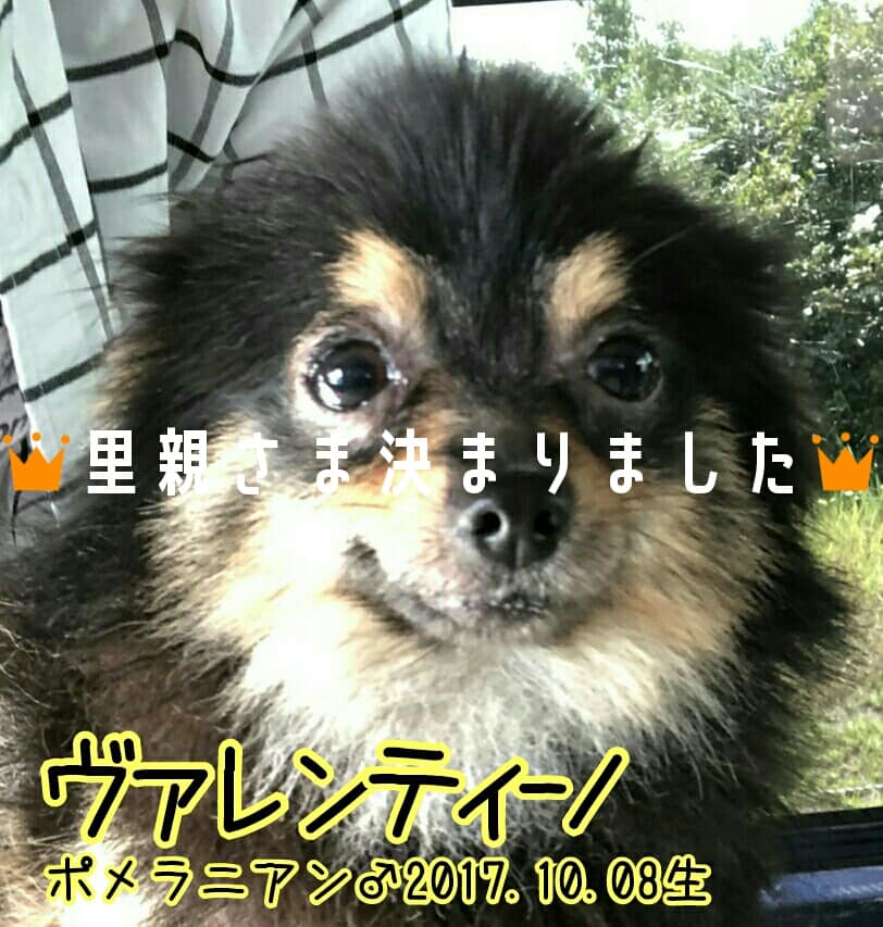 パピヨンのこっこ ポメラニアンのヴァレンティーノ 柴犬のはま