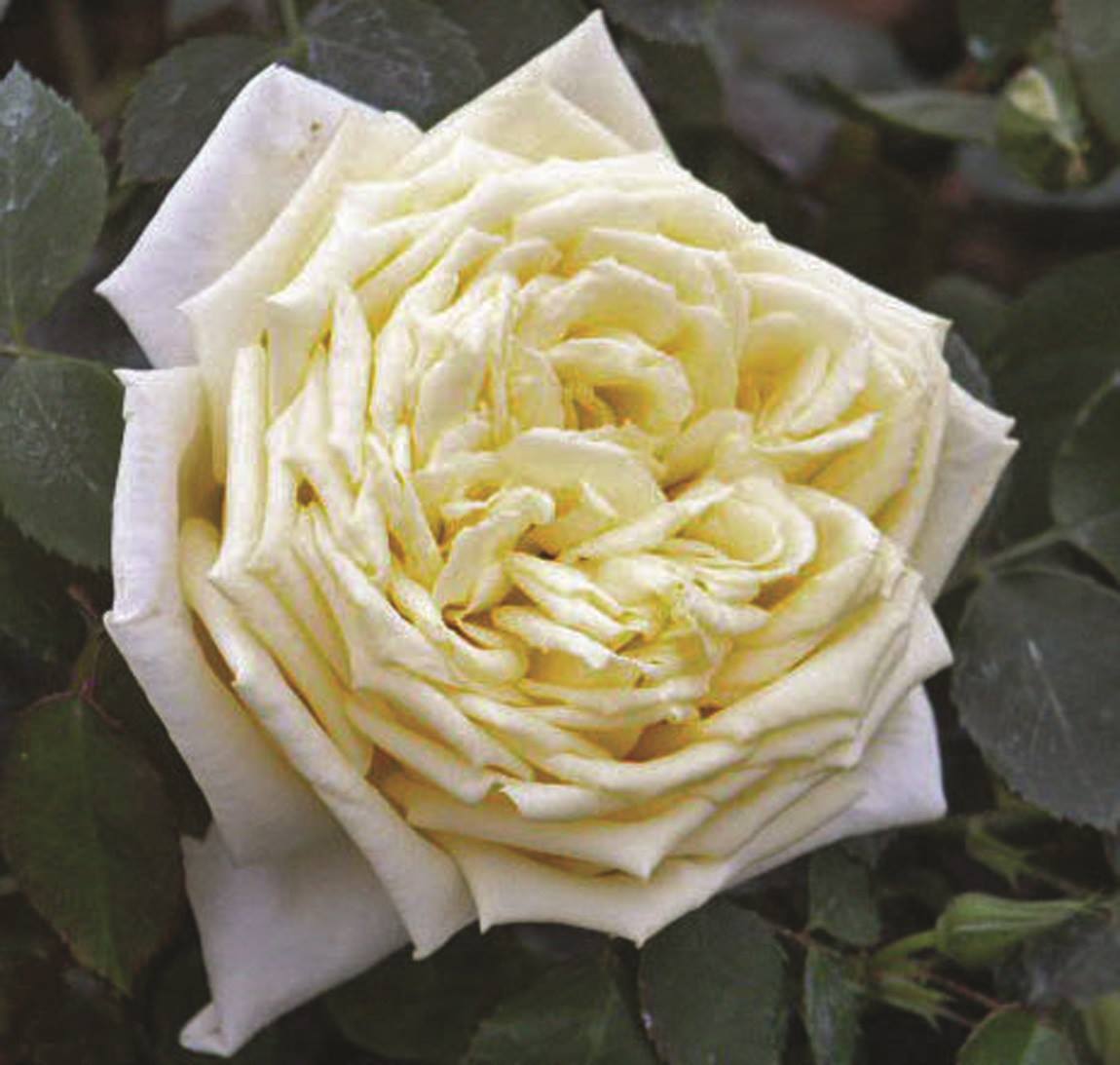 Here is the Tea Noisette... - The Friends of Vintage Roses | Facebook