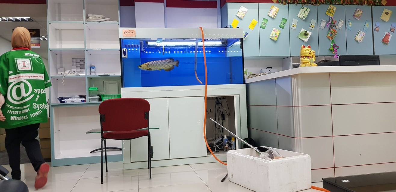 Aquarium Service And Maintaince At R08 That Fish Shop Facebook