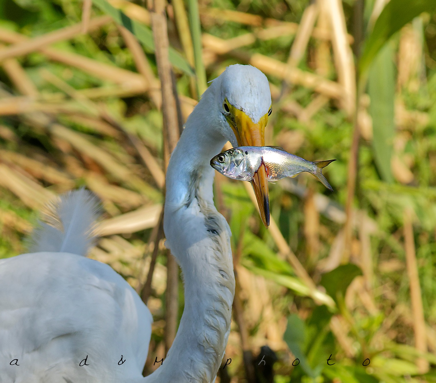Great Egret with slow-motion take off. At Rockport Rookery. Enjoy