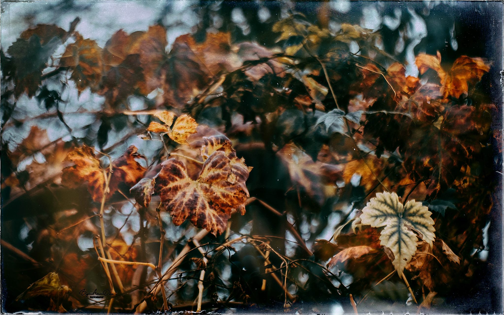 Domiplan 50mm f/2.8 adapted to Fujifilm-X