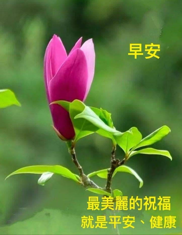 早安圖，午安圖，晚安圖，問候圖，美圖，認同請分享！ | Facebook