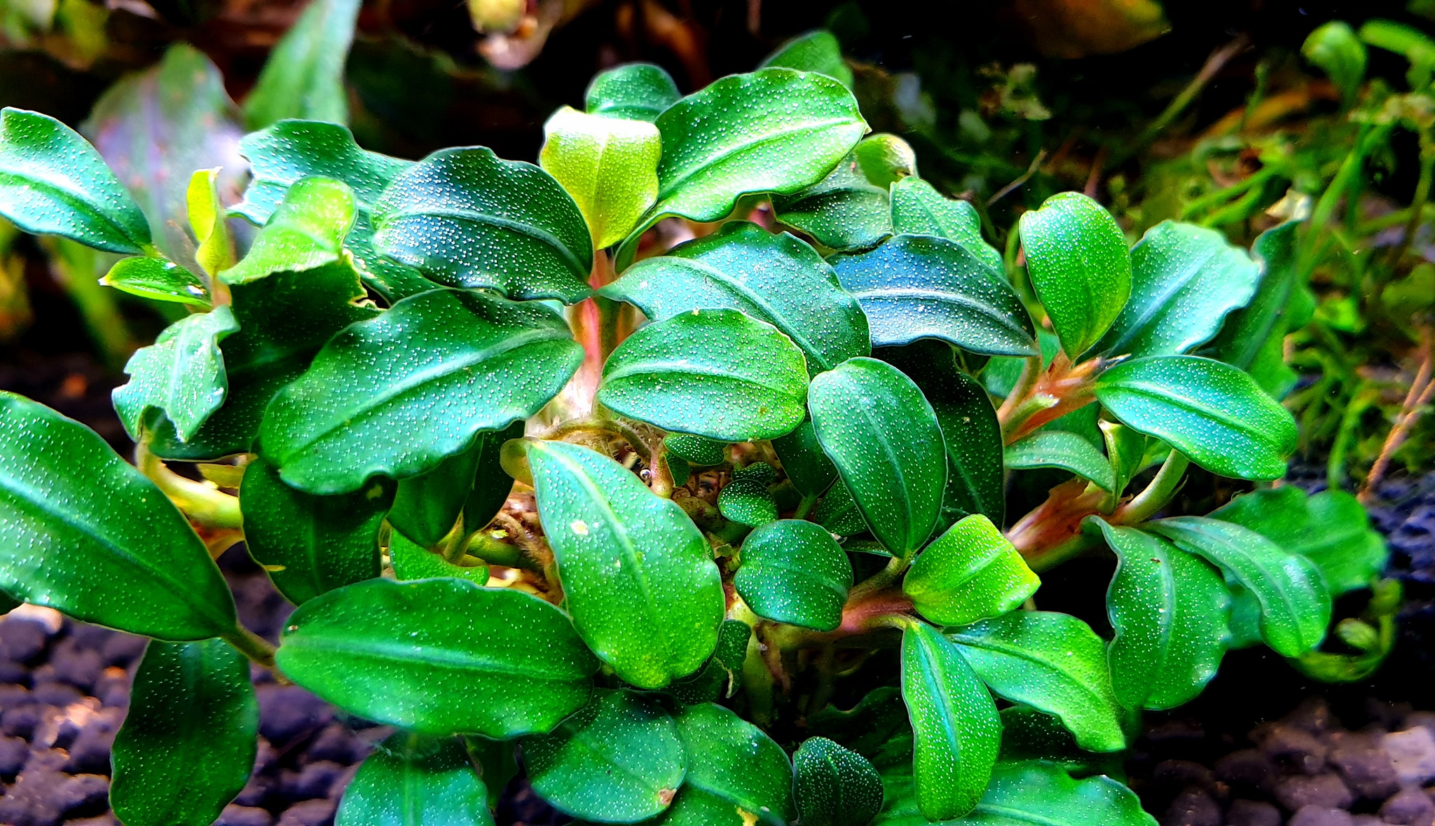 An old classic Bucephalandra Motleyana Black Purple Farm