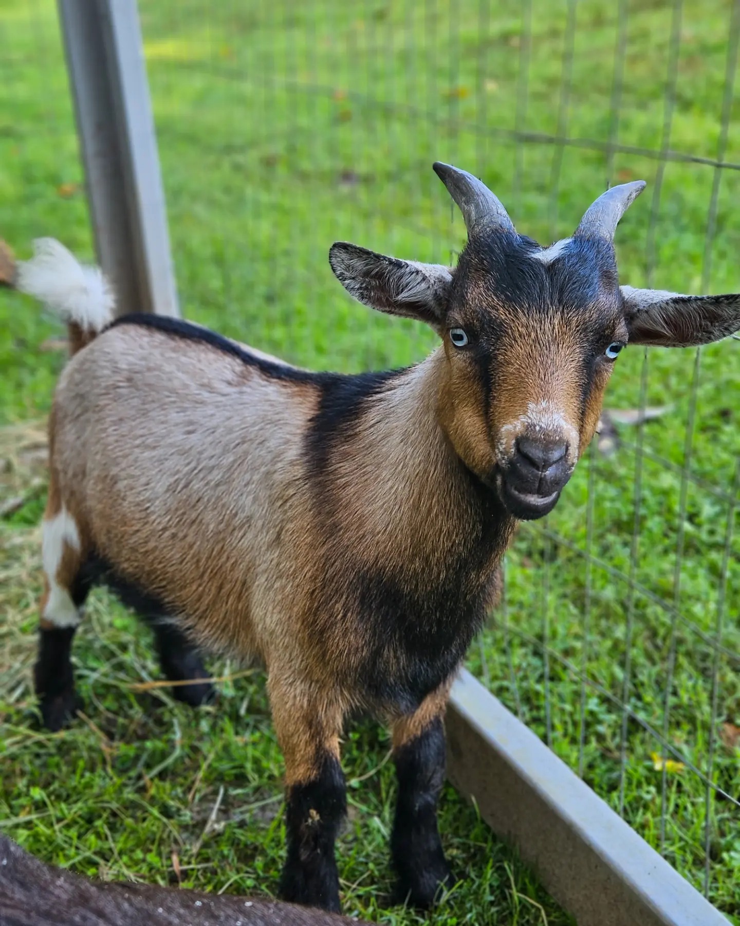 Tooth Acres Farms