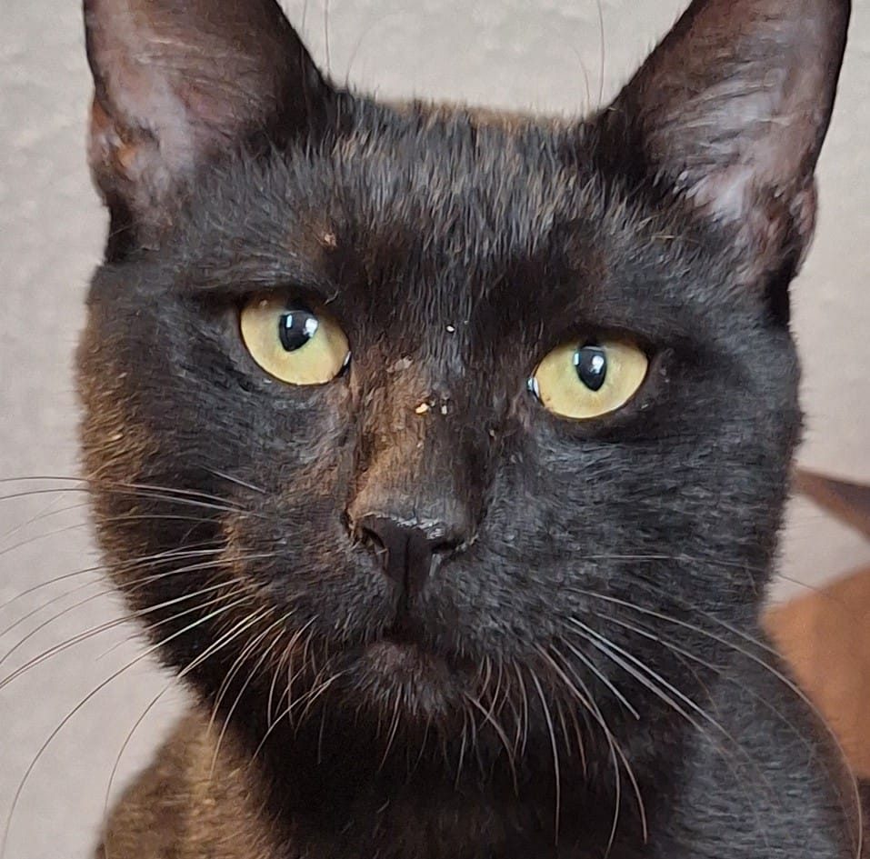 Dean Menendez - 🎃🐾 COME SEE US AT GT II RANCH! 🐾🎃 DLB Cat... | Facebook