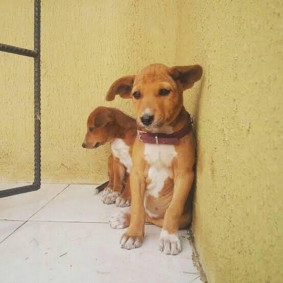 What Breed Are Nigerian Local Dogs