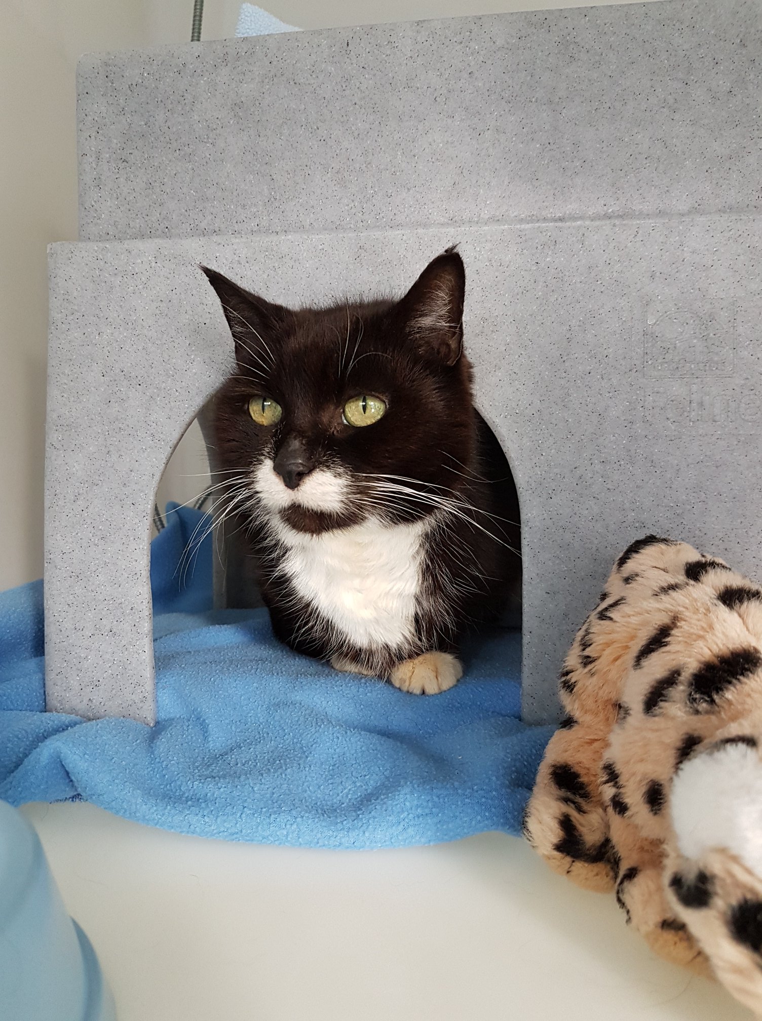 Come and meet our matriarch... - Mansfield Cat Centre | Facebook