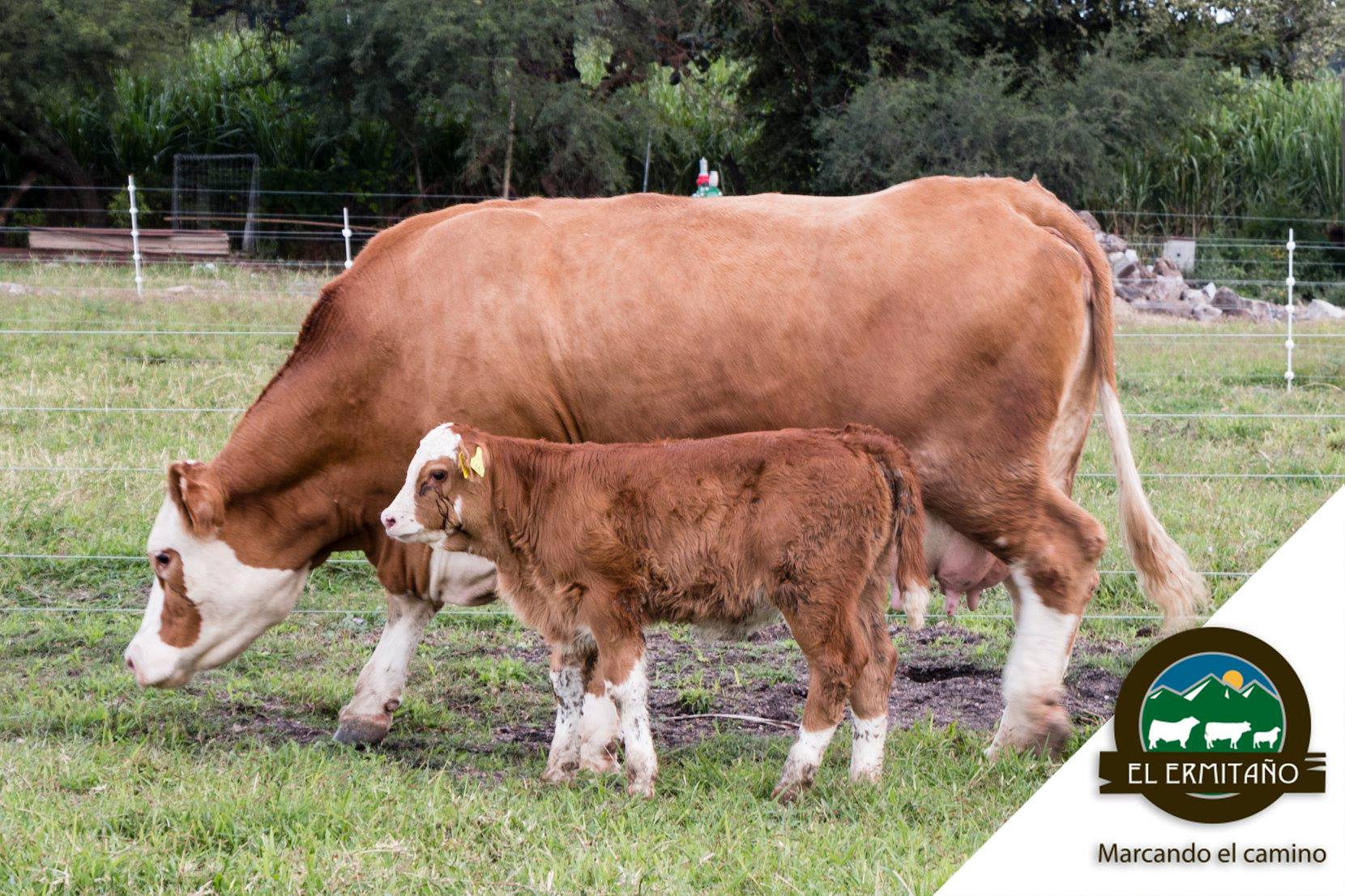 El Ermitaño - Las vacas #Simmental son reconocidas por la...