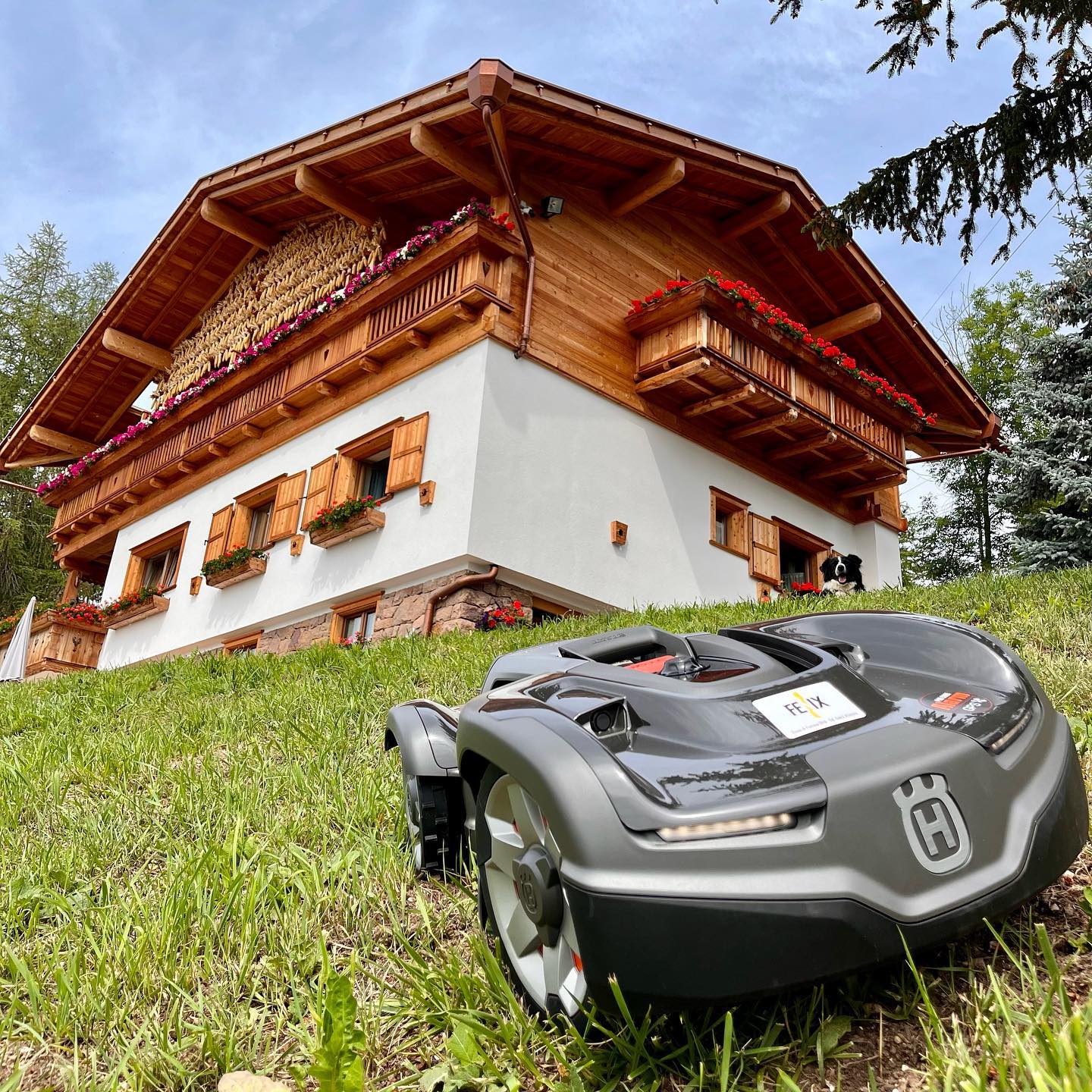 🌱 🐶 🌽 Ah che bella l’estate.. ma con automower di @husqvarna_italy ...