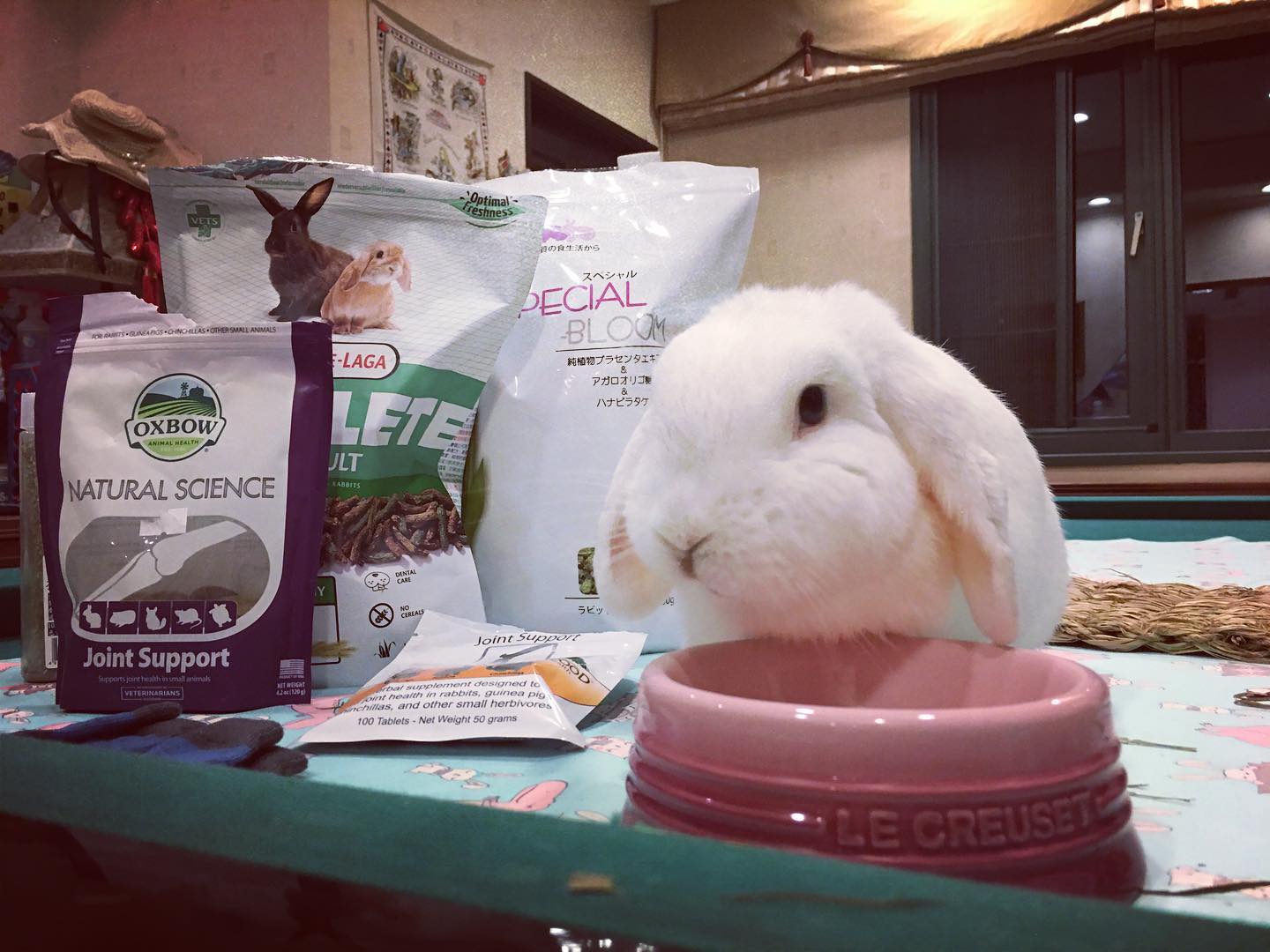 我是兔阿瓜 - 6歲6個月😌 胖胖健康兔養成計劃～ 每天活力源、腸胃保健錠、葡萄糖胺、Momi草和Wooly飼料... | Facebook