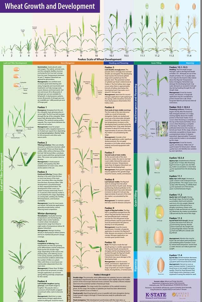Kansas Wheat - Check out this updated wheat growth and... | Facebook