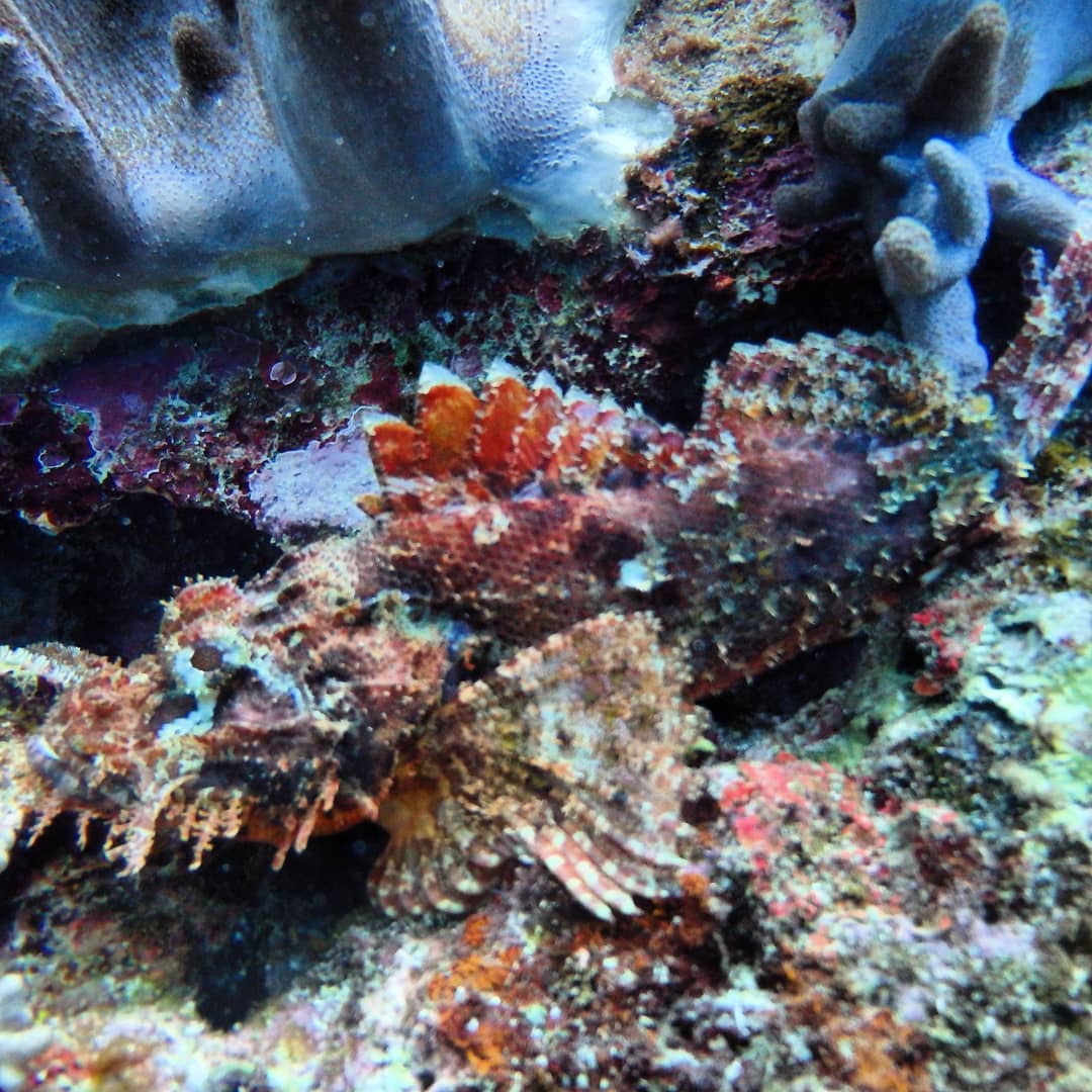 サザンリーフ沖縄 - 오니카사고 #オニカサゴ #쑥감펭 #Hairy stingfish #쏨뱅이...