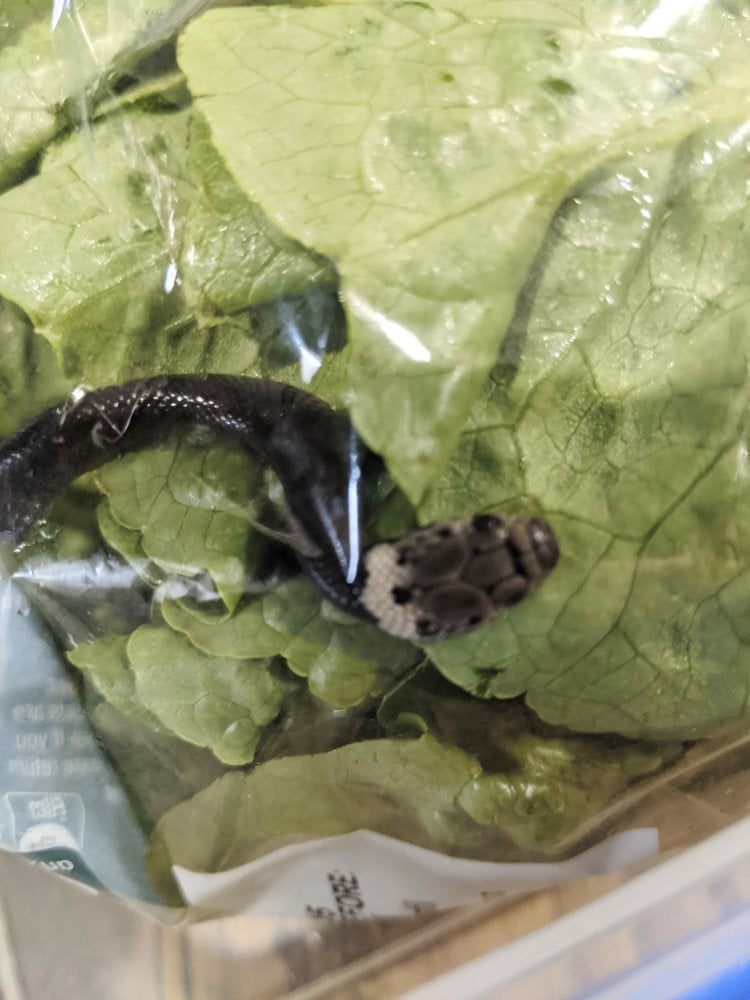 Philippine Star - LOOK: Sydney man finds snake in lettuce...