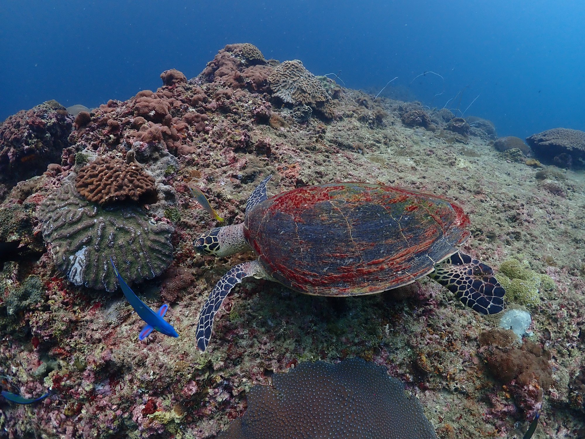 Dive Ranger... - Dive Ranger สอนดำน้ำ ทริปดำน้ำ กระบี่