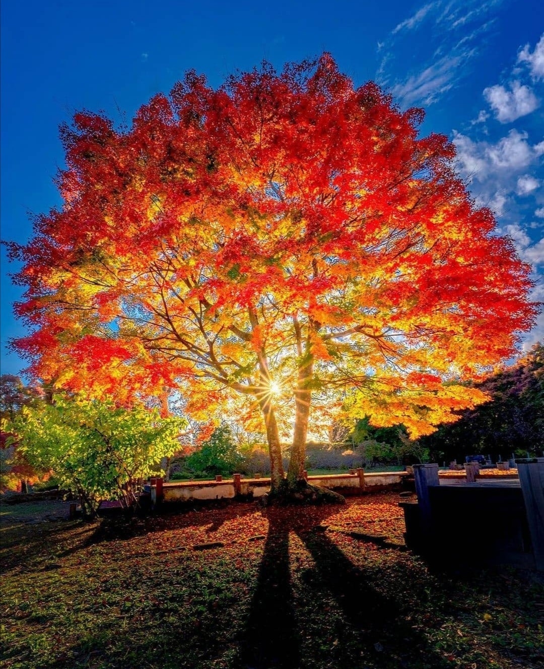Citation Quand Le Dernier Arbre Aura Ete Abattu