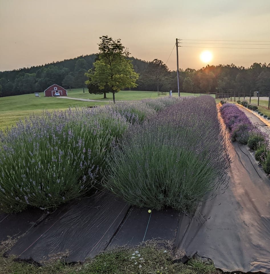 Geer Farm Lavender