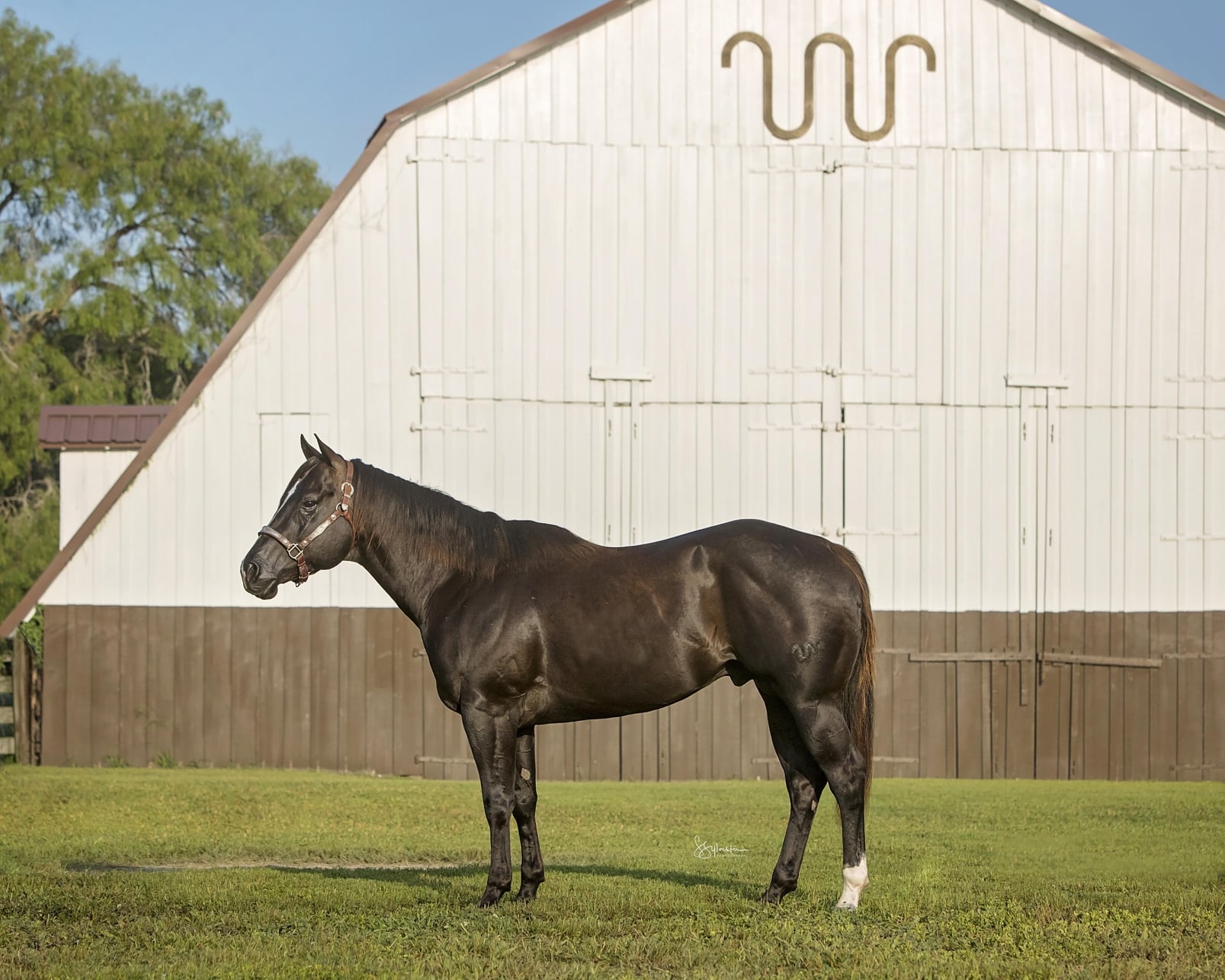 ⭐️ Stallion Spotlight ⭐️ El Rey... - Heritage Days Classic | Facebook