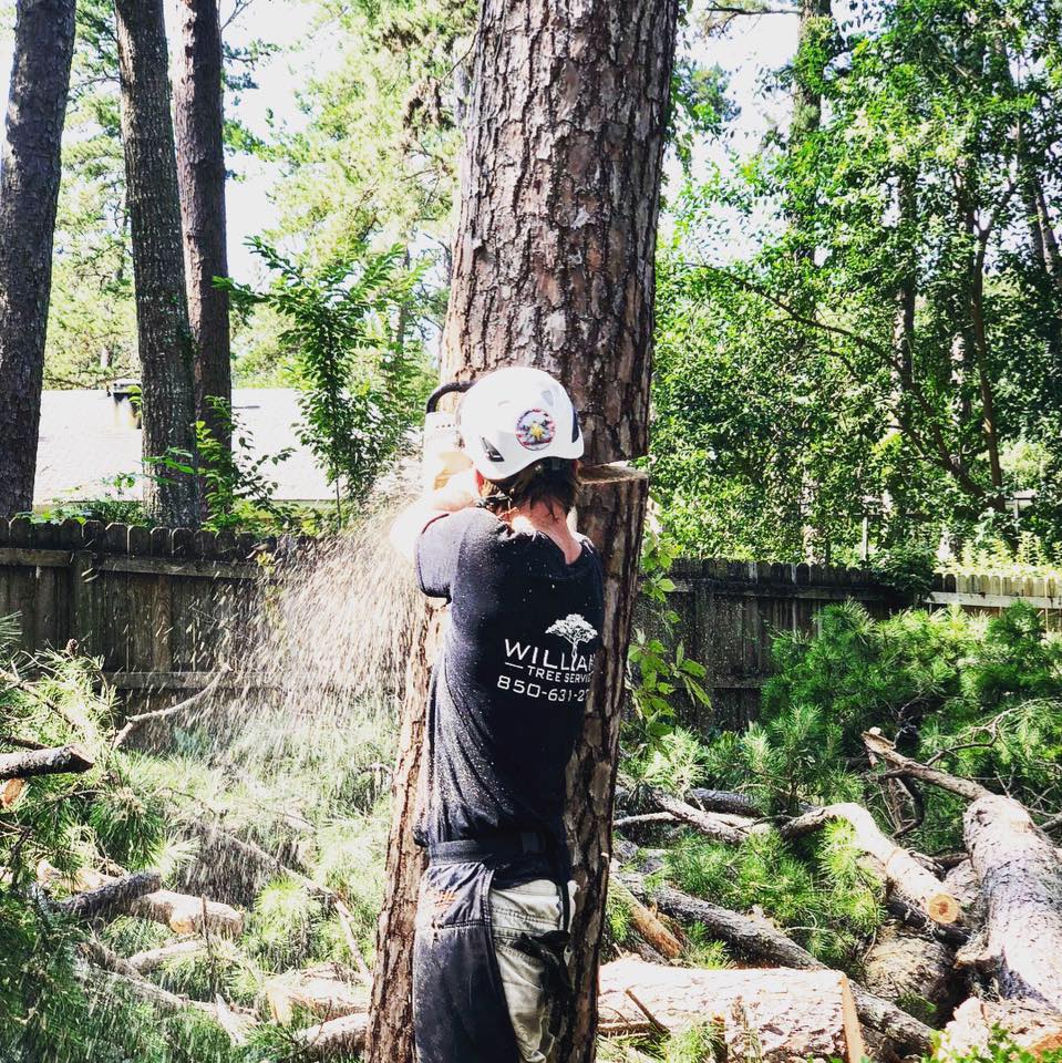 Interesting Williams Tree Service Pictures