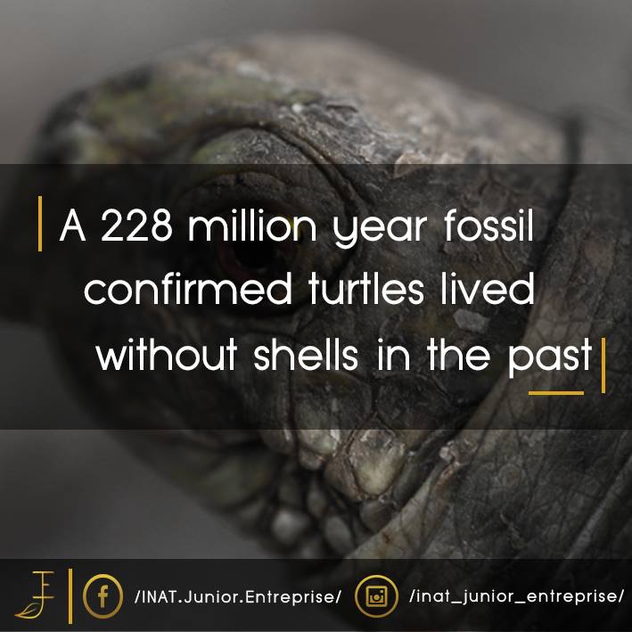 INAT - Eorhynchochelys sinensis lived 228 million years ago and did not ...