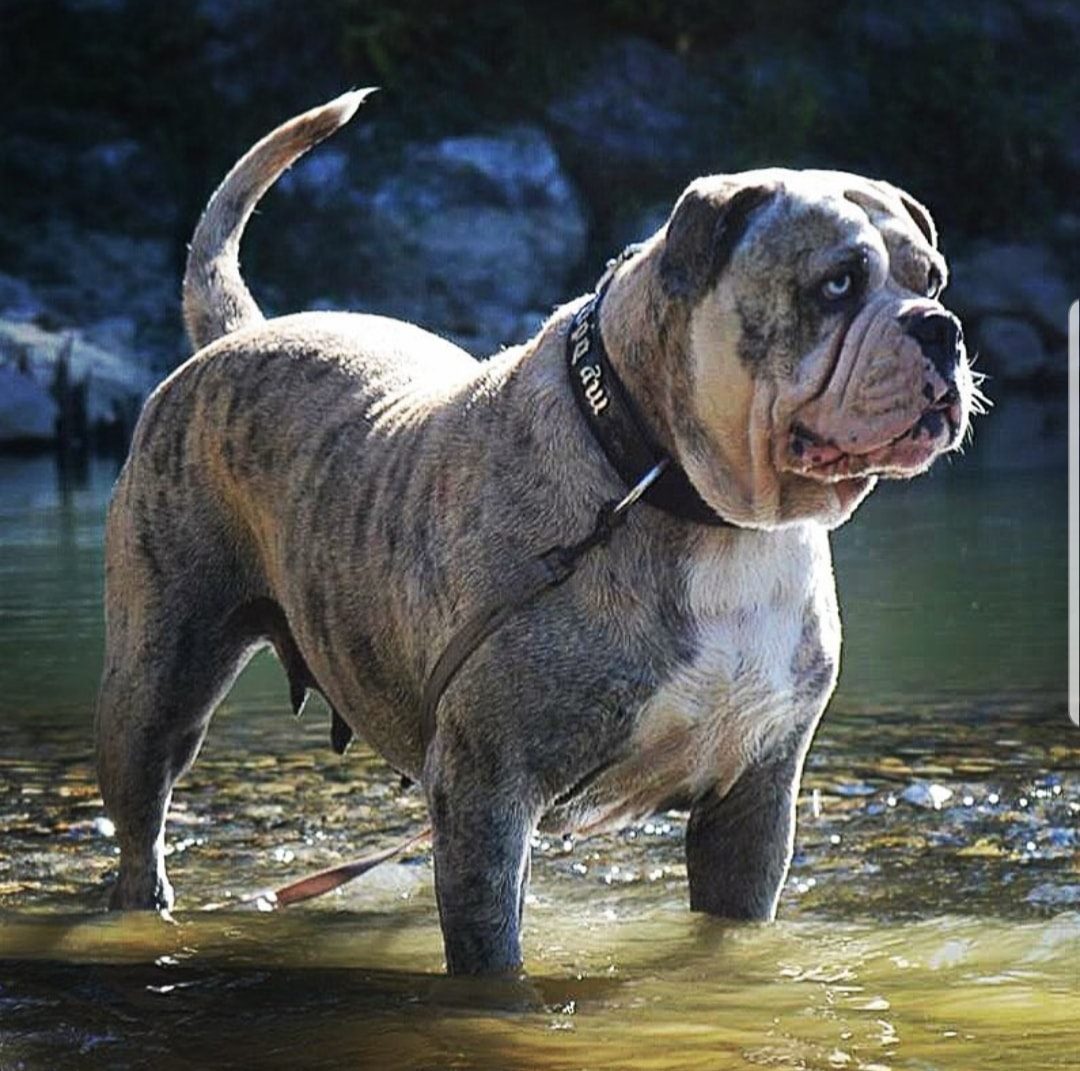 Alapaha Blueblood Bulldog France Posts Facebook