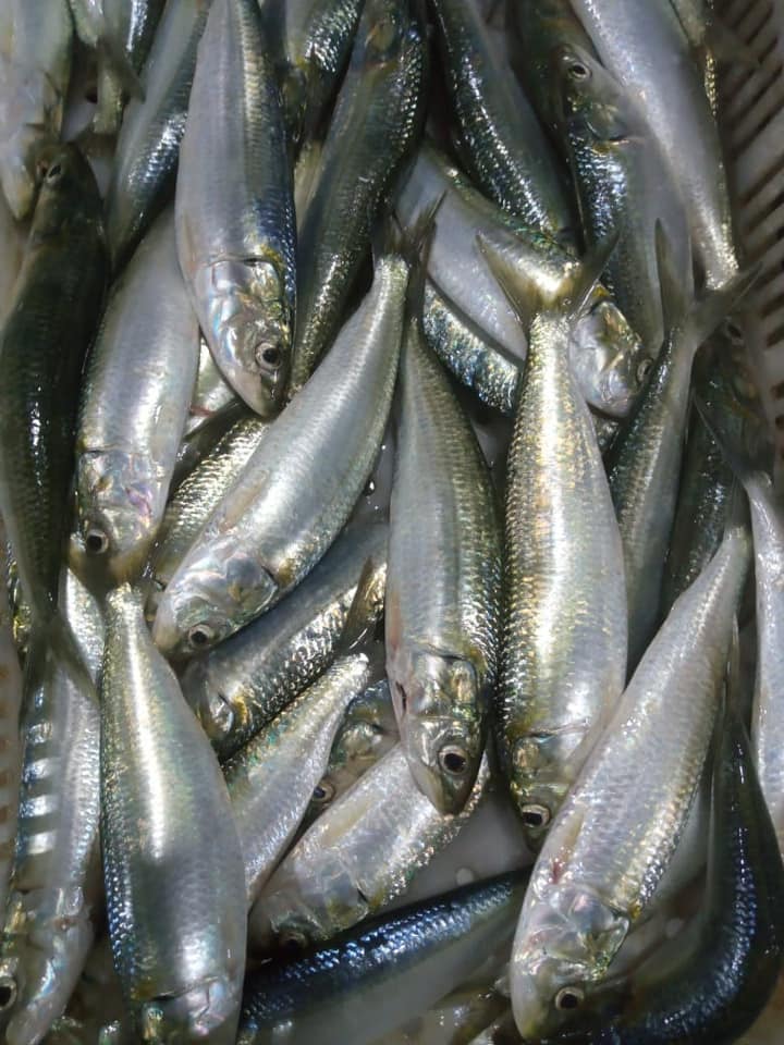 Mir Seafood