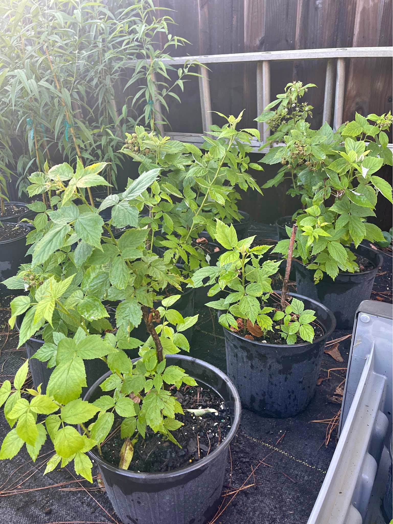 Ever bearing raspberries - Plants & Seedlings - Palm Coast, Florida ...
