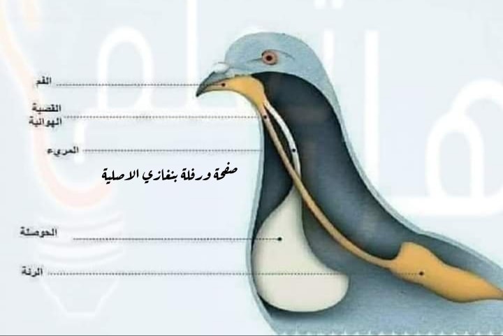 #هل_تعلم (... - ورفلة بنغازي الاصلية