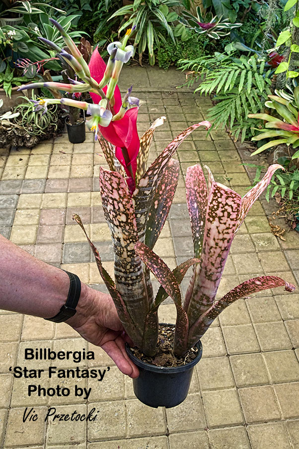 Billbergia 'Kolan Rock Magic' (R. Holzheimer hybd) winter in Aust.