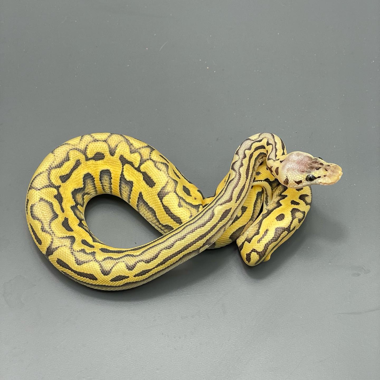 New pick up. Super Pastel... - Markus Jayne Ball Pythons | Facebook