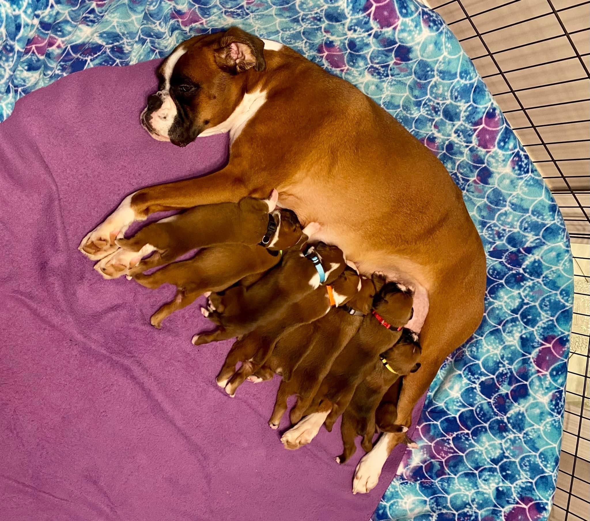 Happy 1st Birthday Babies!!! Updated... - BellRidge Boxers | Facebook