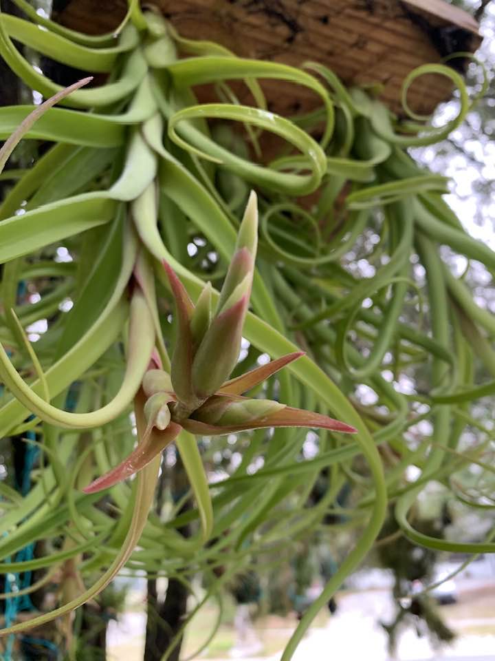 Tillandsia 'Showtime Itsy Bitsy' チランジア 謎多き小型種【ショー
