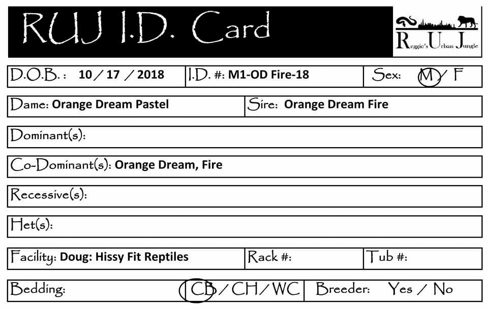 My ball python collection ID cards - Reggie's Urban Jungle