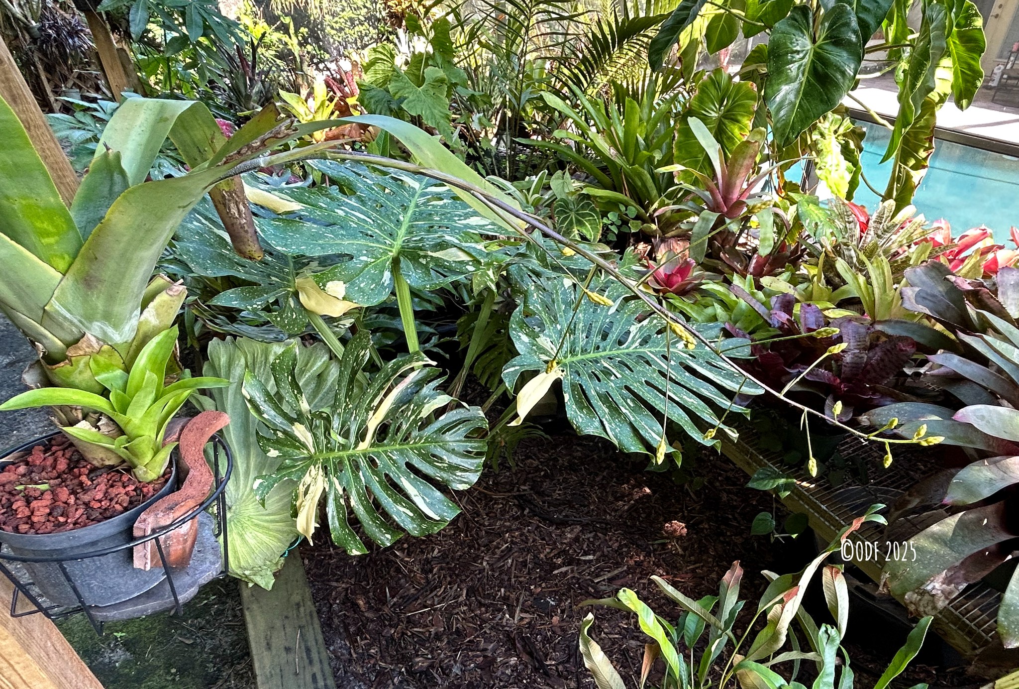 Wittmackia distans (jamaica)ウィットマキア Six Jamaican Diverse