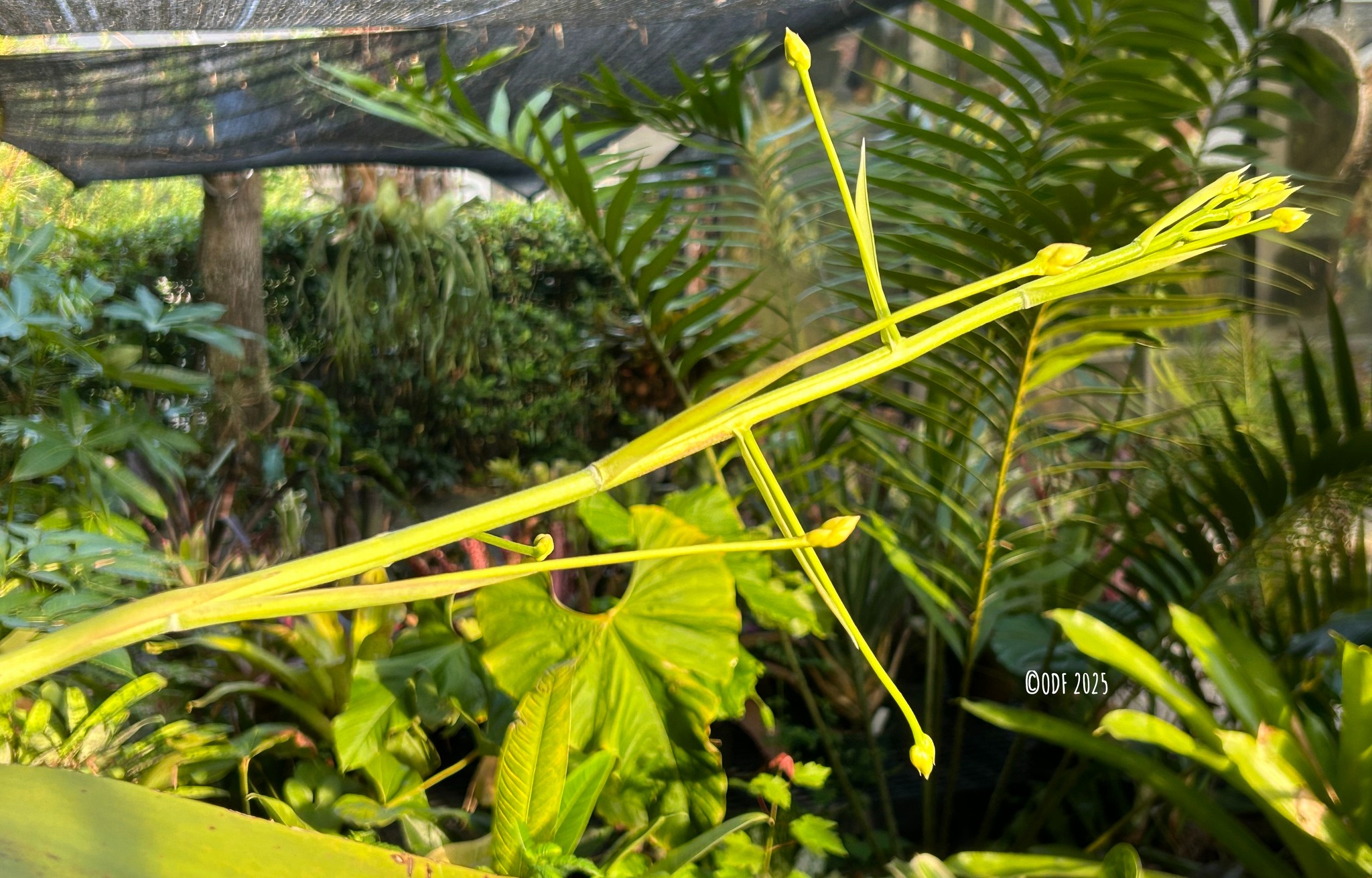 Wittmackia distans bromeliad native to western Jamaica