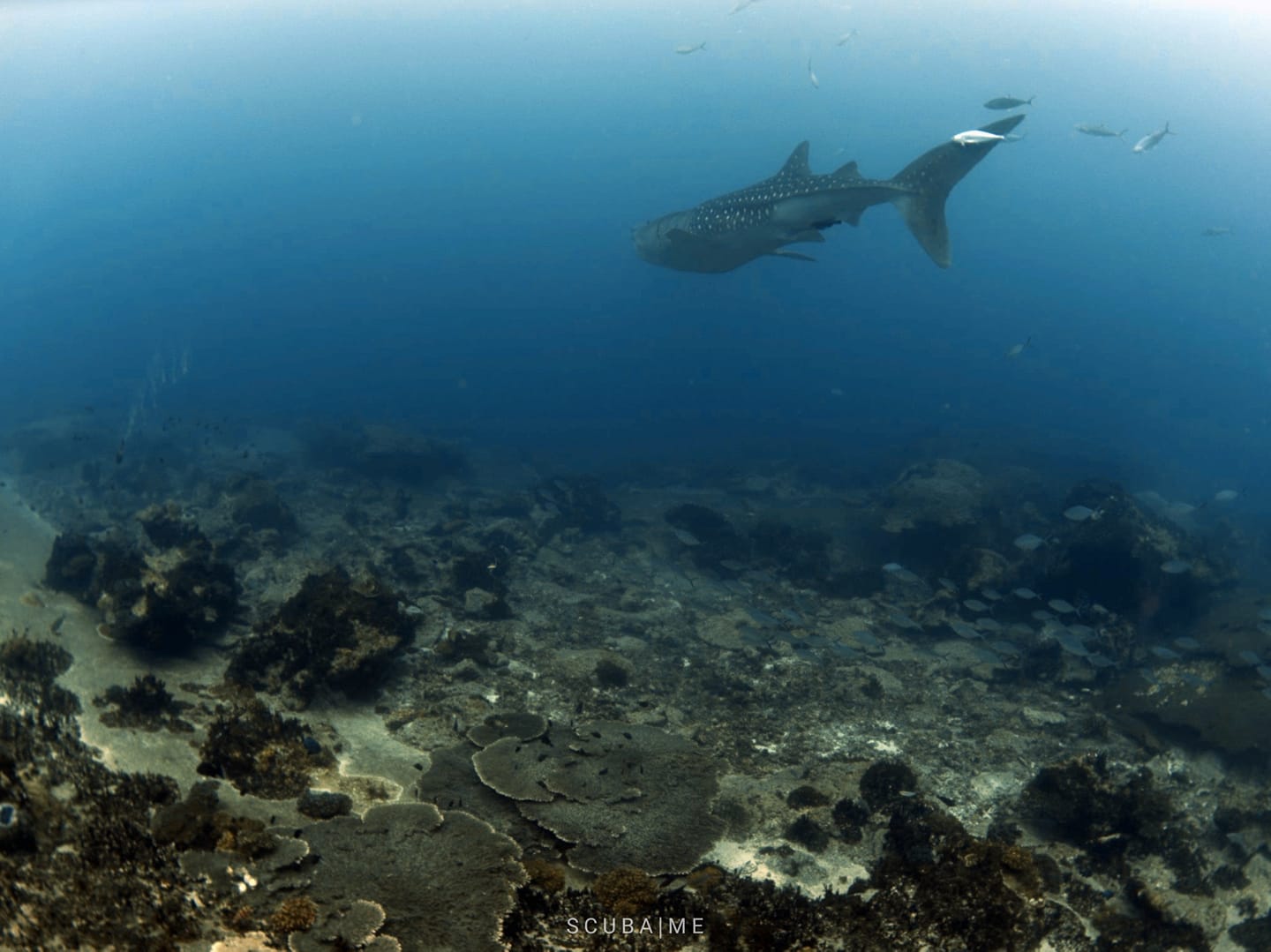 Scuba Me - ฉลามวาฬ...โลซิน...สุดยอด... #scubamethailand...
