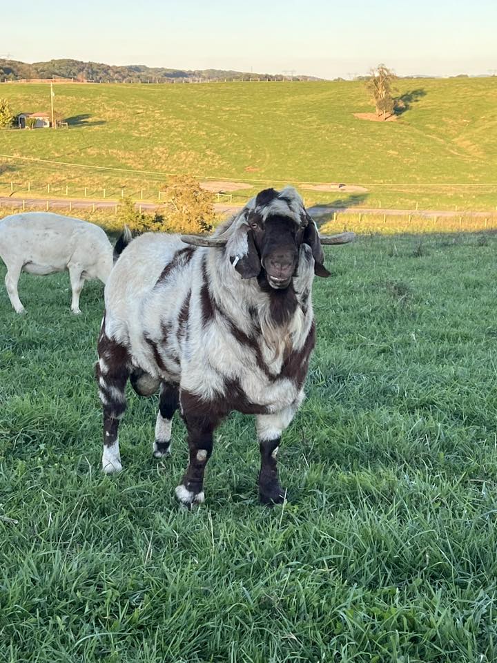 Tooth Acres Farms added a new photo. - Tooth Acres Farms