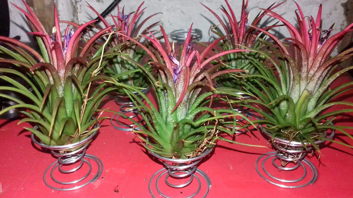 Tillandsia 'Hedgehog' cv.of ionantha