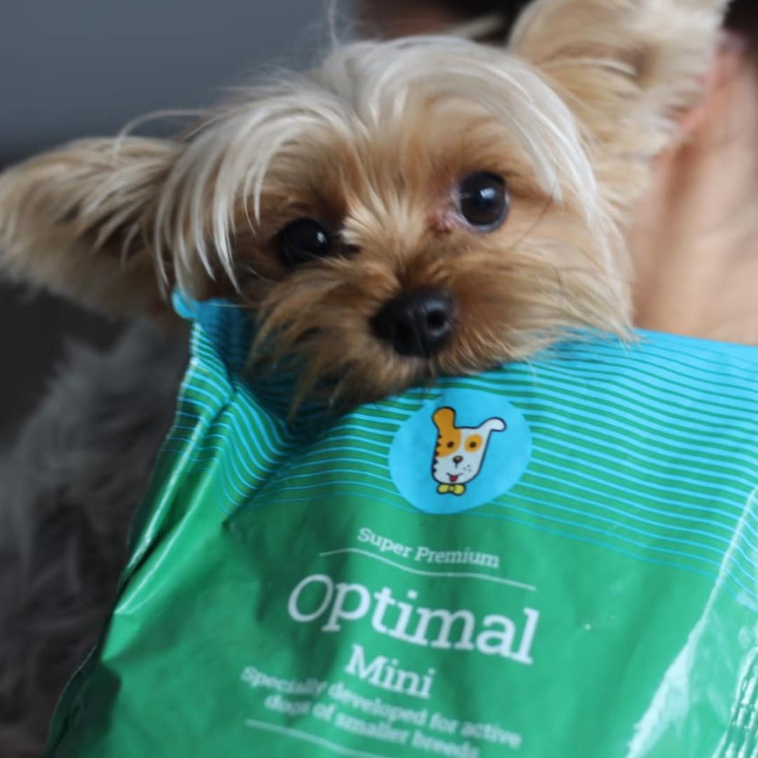 Husse Envigado - Nutella una linda Yorki que tuvo muchos...
