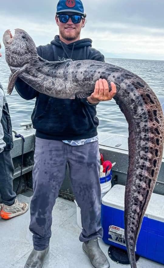 Wolf eels in Alaska can grow to almost 8 feet long. Their flesh is