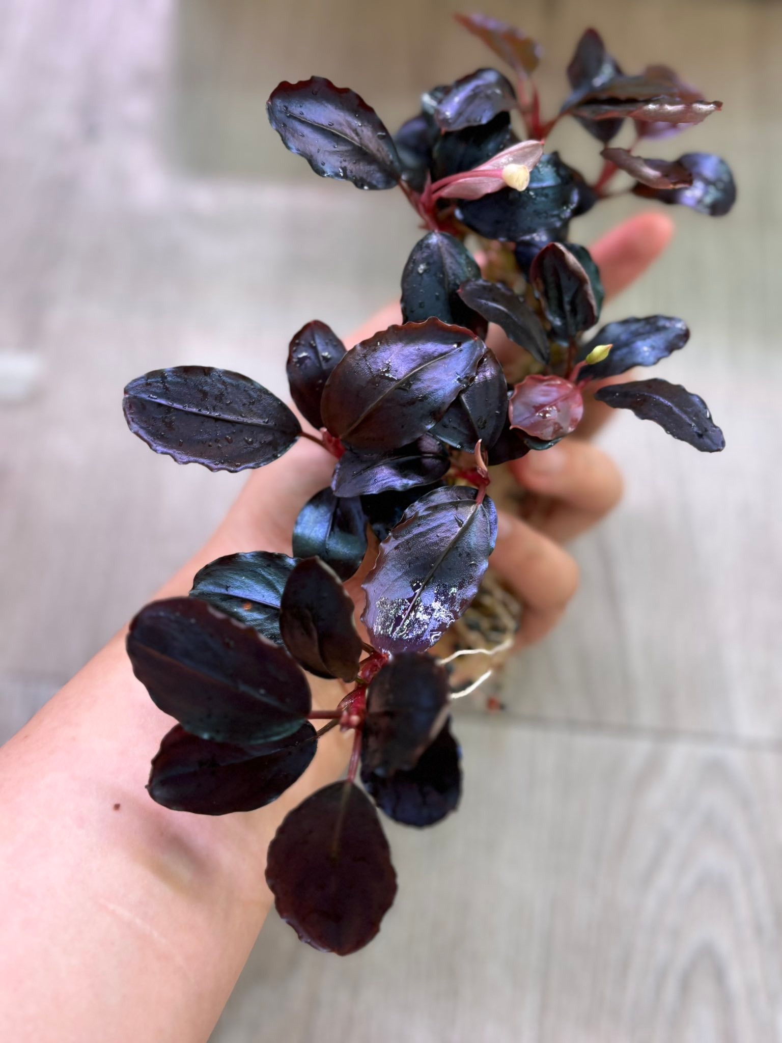 Bucephalandra