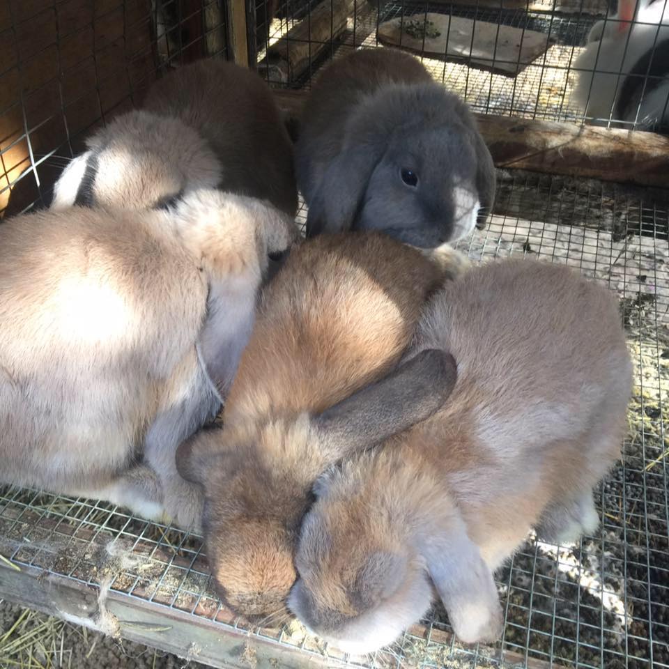 Lower Alabama Rabbits added a new... - Lower Alabama Rabbits