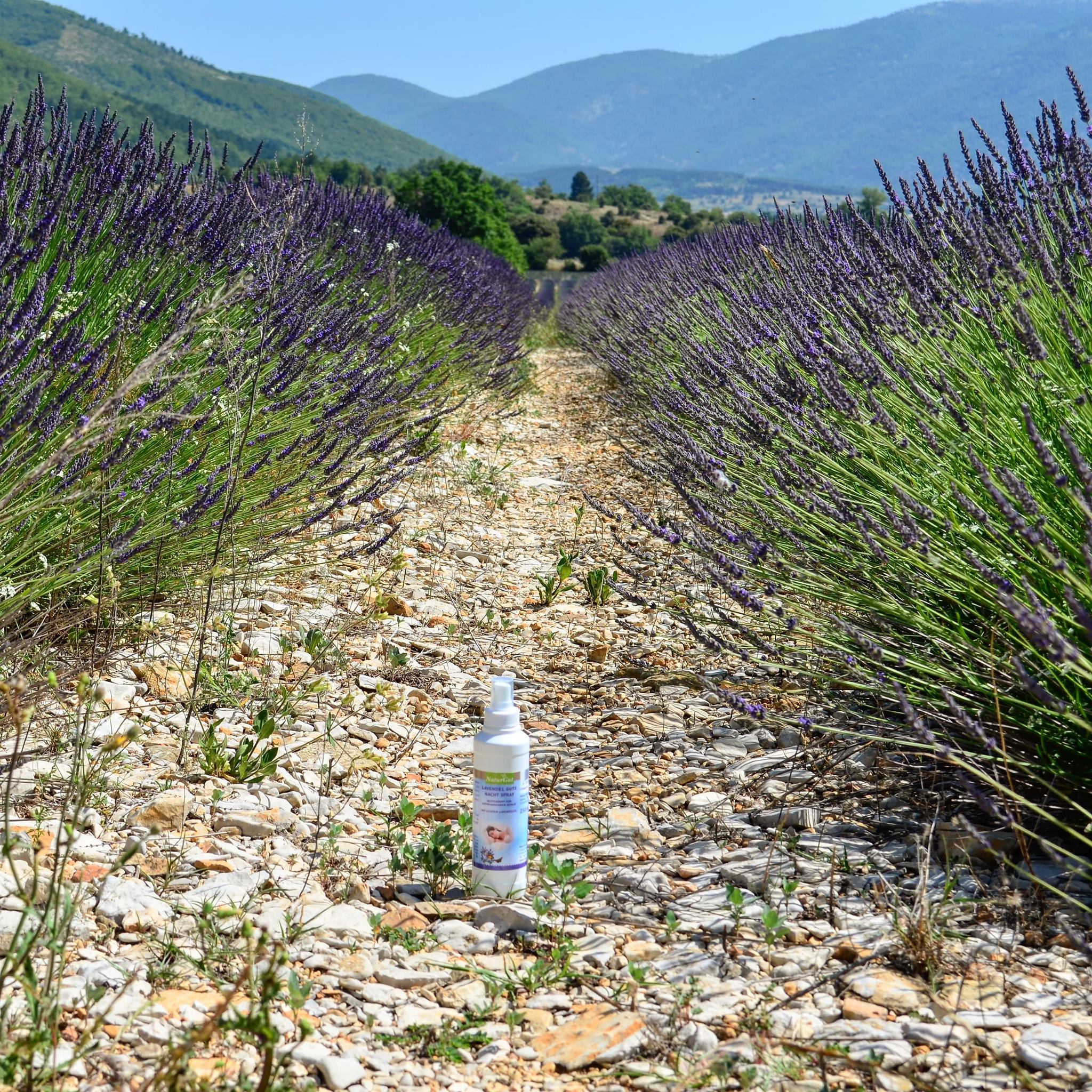 Naturgut Gmbh In Der Provence Bluht Der Lavendel Bereits