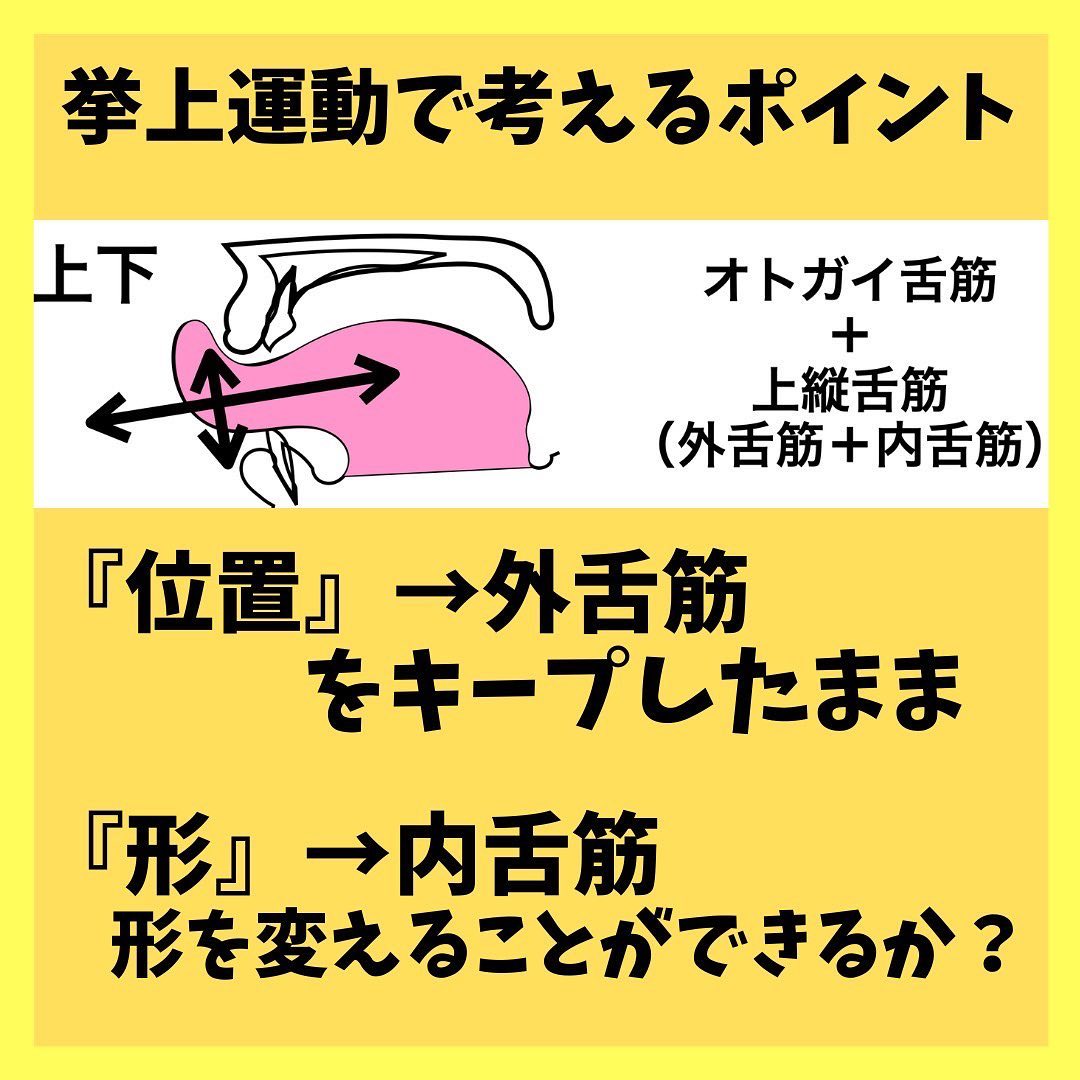 内舌筋と外舌筋 _ 舌 外舌筋 位置 | 舌の構造-舌の構造と筋肉を解説！-言語聴覚士監修 – RUFHDO