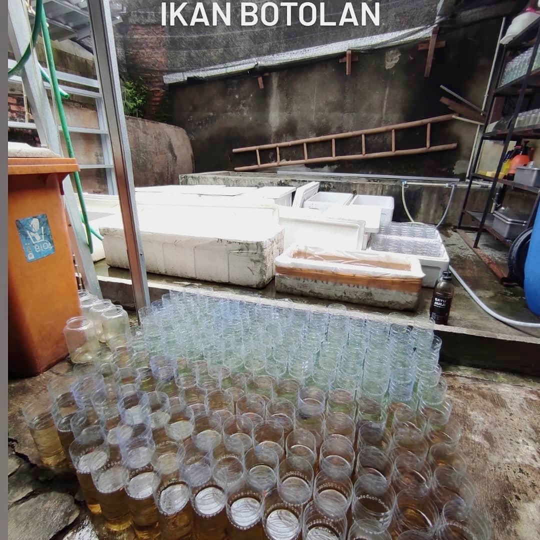 Betta Raptor - . Naik botol dl gaes... 🤓