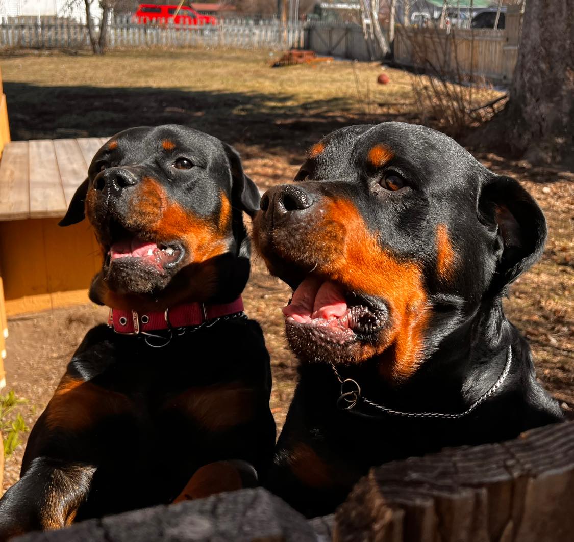 Vom Schwarzen Donner Rottweilers