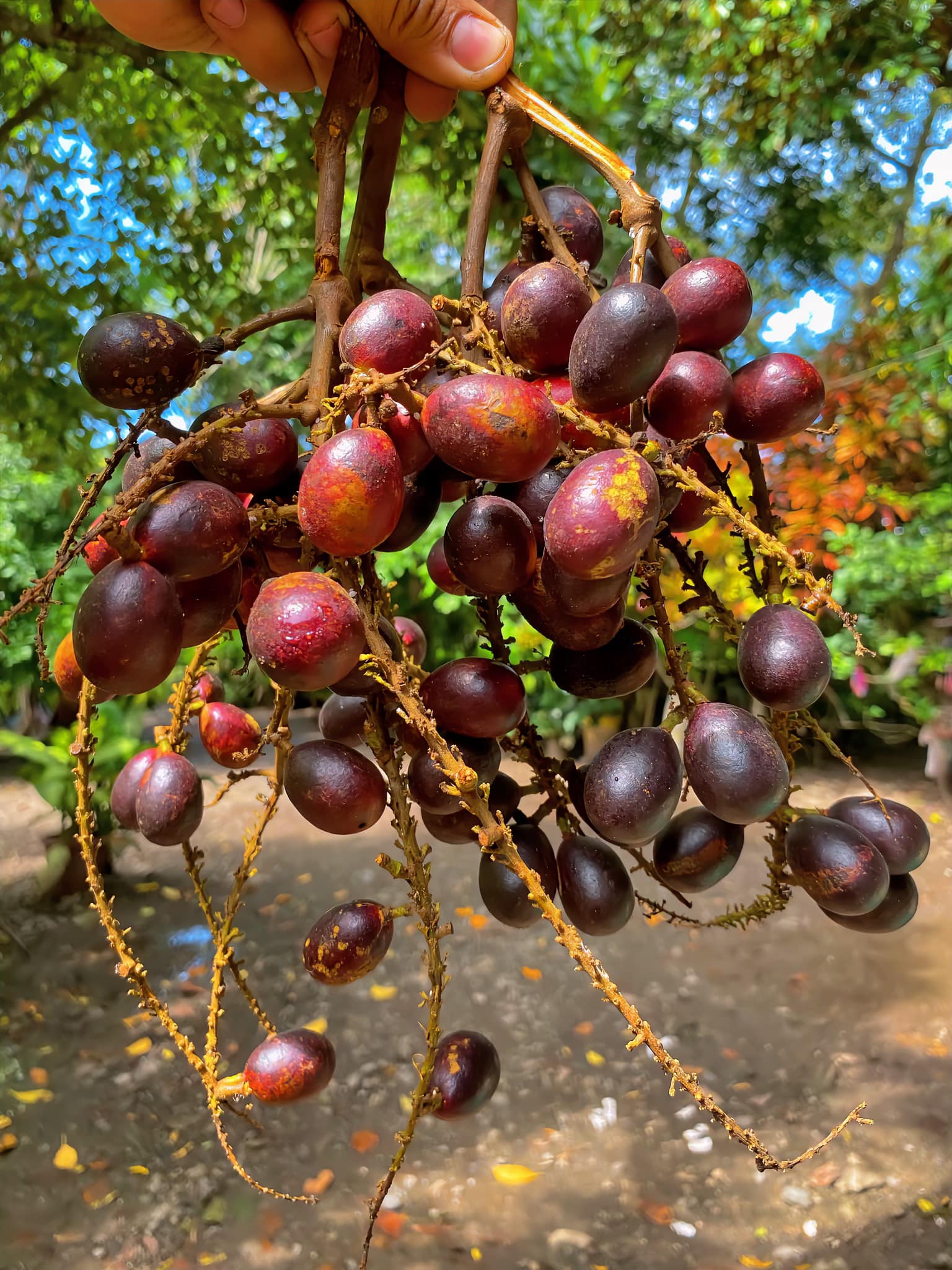 What are the names of the tropical fruits momoa and the fleshly