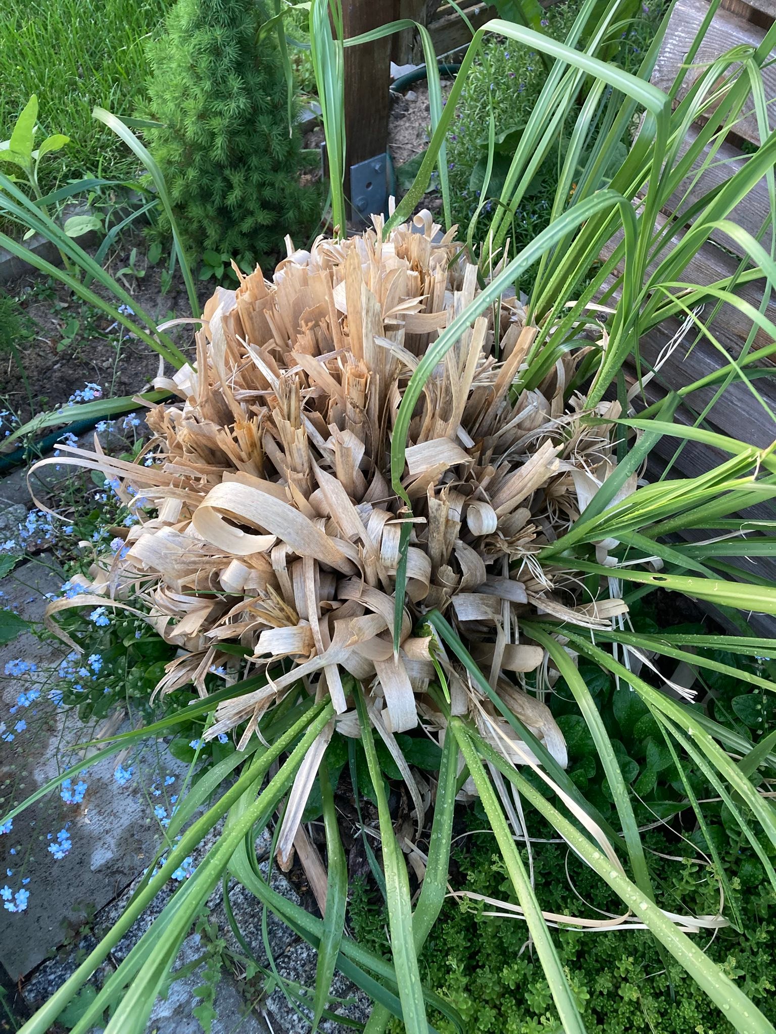 Ich habe Pampasgras im Garten. Vom Rückschnitt sieht man diese braunen Stumpeln noch ganz sehr und nur vereinzelt kommen grüne Triebe. Letztes Jahr war das im Sommer so ein schöner dichter Busch