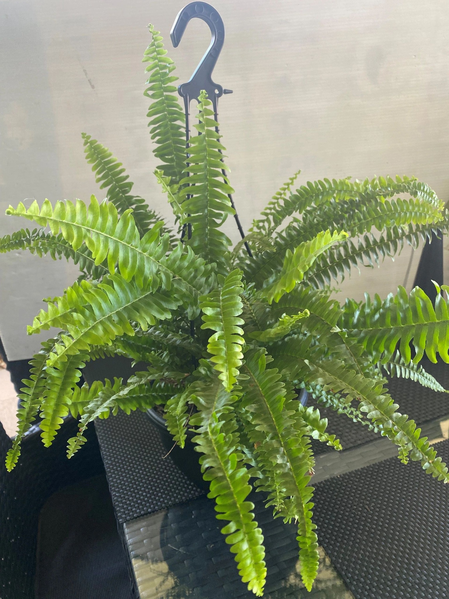 Nephrolepis pendula plant for sale