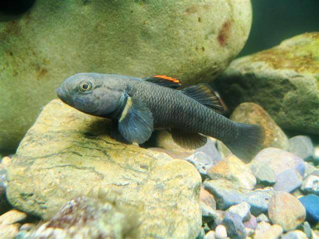 This Cran's bully was utterly... - New Zealand Native Fish | Facebook